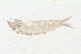 Multiple () Small Knightia Fossil Fish - Wyoming #77129-2